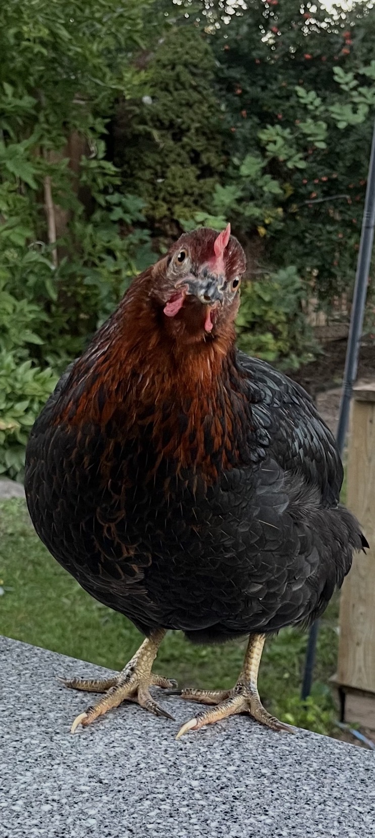 Little One, Chad's newest laying hen